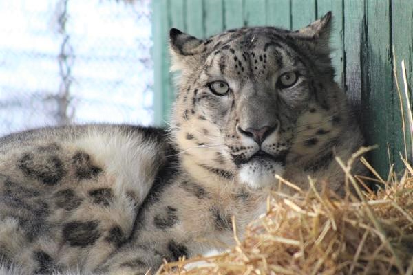 Snow leopard resting on some hay looking at the camera